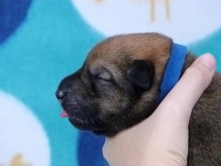chinook puppy